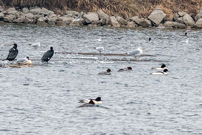 Goéland argenté  - Eva Quiroga Magne