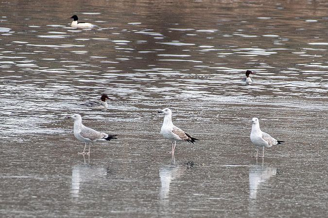 Goéland argenté  - Eva Quiroga Magne