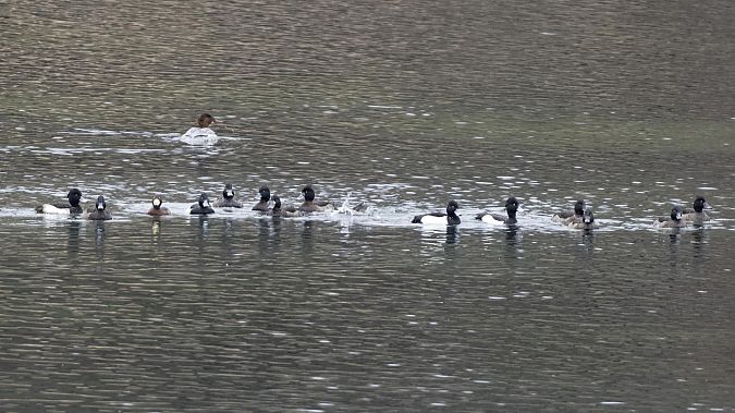 Fuligule nyroca  - Eva Quiroga Magne