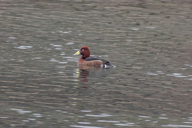 Fuligule nyroca  - Eva Quiroga Magne