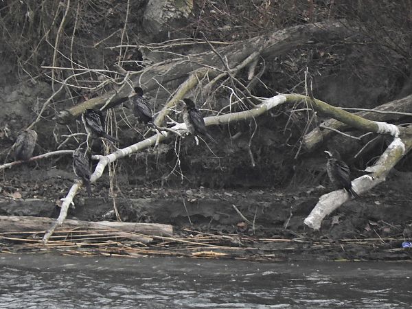 Cormoran pygmée  - Peter Frühwirth