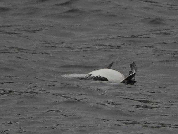 Oiseau indéterminé  - Peter Frühwirth