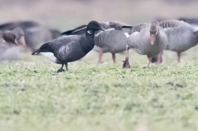 Bernache cravant à ventre sombre  - Georg Proske