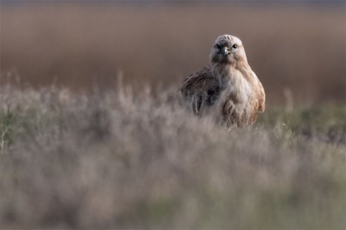 Buse féroce  - Georg Proske