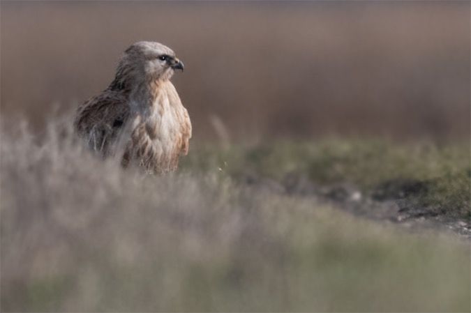 Buse féroce  - Georg Proske