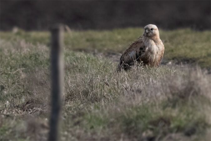 Long-legged Buzzard  - Georg Proske