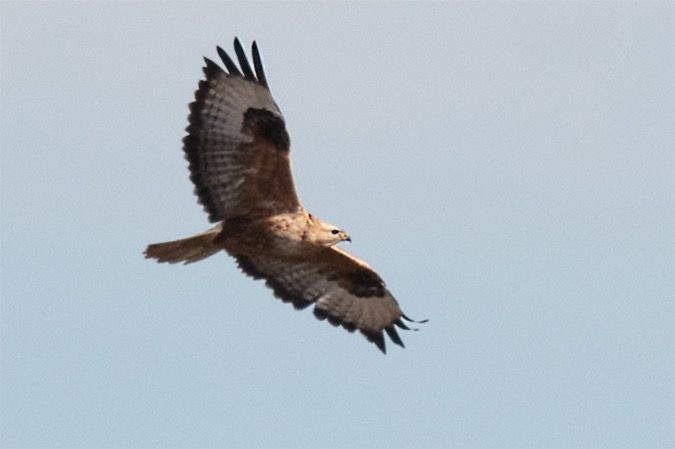 Buse féroce  - Georg Proske