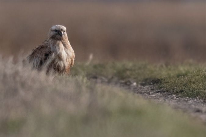 Buse féroce  - Georg Proske