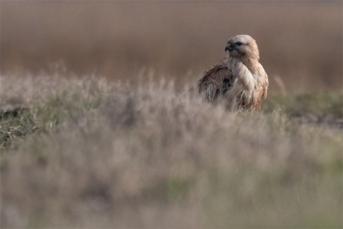 Buse féroce  - Georg Proske