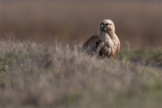 Buse féroce  - Georg Proske