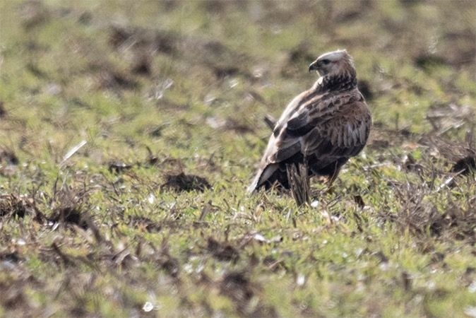 Buse féroce  - Georg Proske