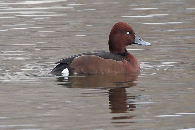 Fuligule nyroca  - Thomas Hochebner