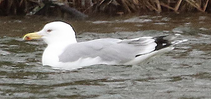 Goéland argenté  - Markus Medlitsch