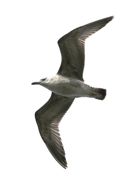 Goéland argenté  - Markus Medlitsch