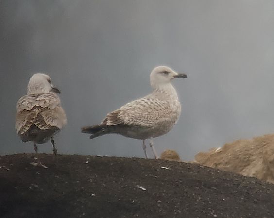 Goéland argenté  - Samuel Schnierer