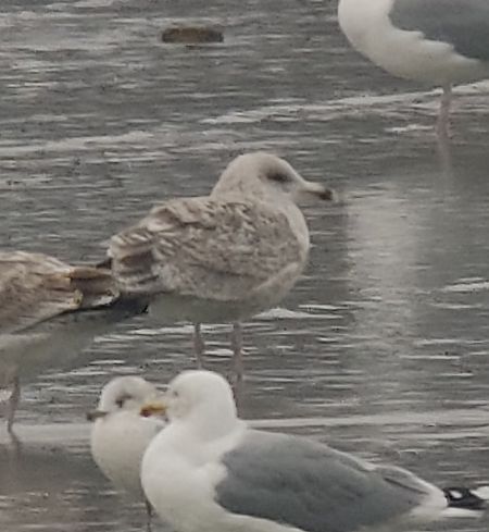 Goéland argenté  - Samuel Schnierer