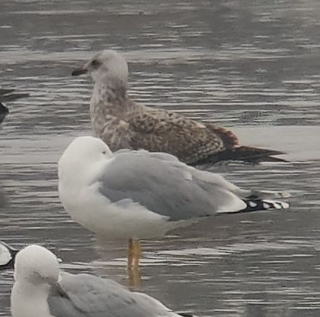 Silbermöwe  - Samuel Schnierer