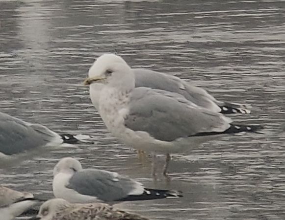 Goéland hybride indéterminé  - Samuel Schnierer