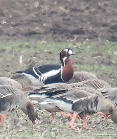 Bernache à cou roux  - Samuel Schnierer
