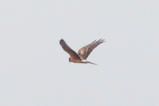 Busard pâle  - Andreas Ranner