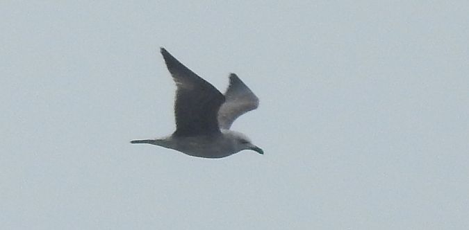 Oiseau indéterminé  - Florian Mayr