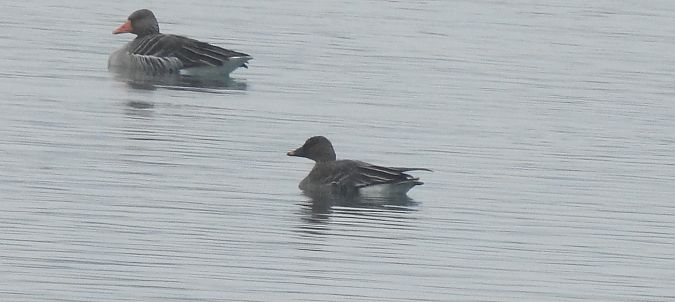 Oie de la toundra  - Florian Mayr