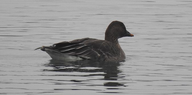 Oie de la toundra  - Florian Mayr