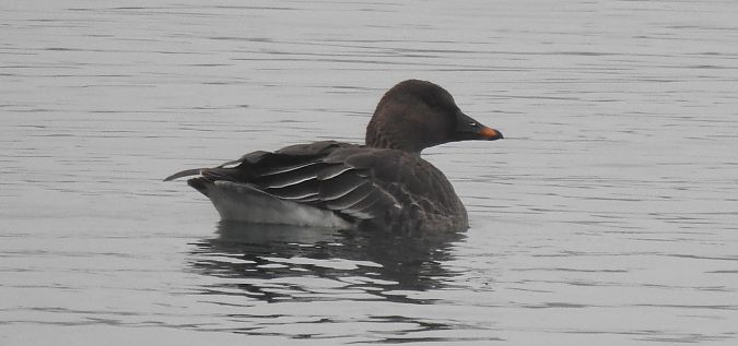 Oie de la toundra  - Florian Mayr