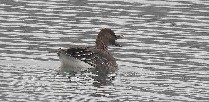 Oie de la toundra  - Florian Mayr