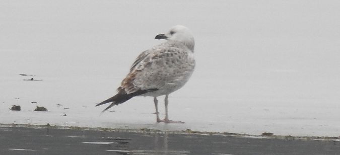 Oiseau indéterminé  - Florian Mayr