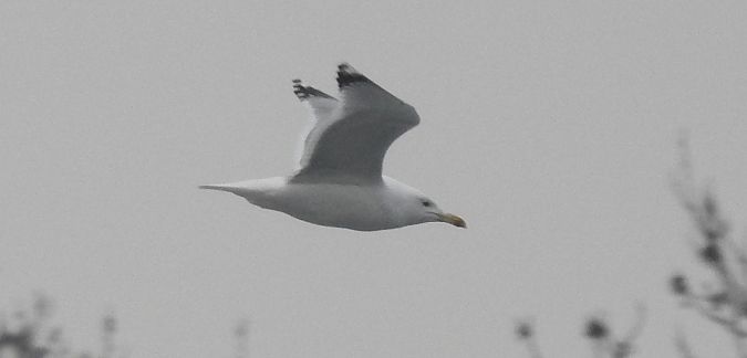 Oiseau indéterminé  - Florian Mayr