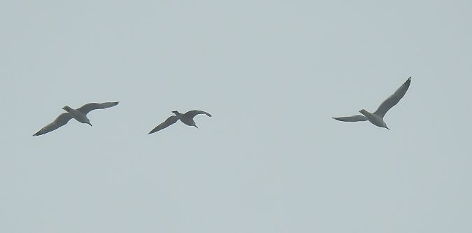 Oiseau indéterminé  - Florian Mayr