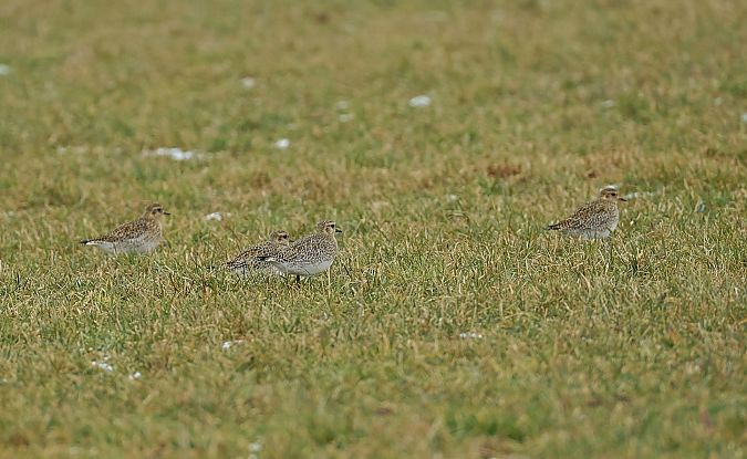 Pluvier doré  - Gerald Puchberger