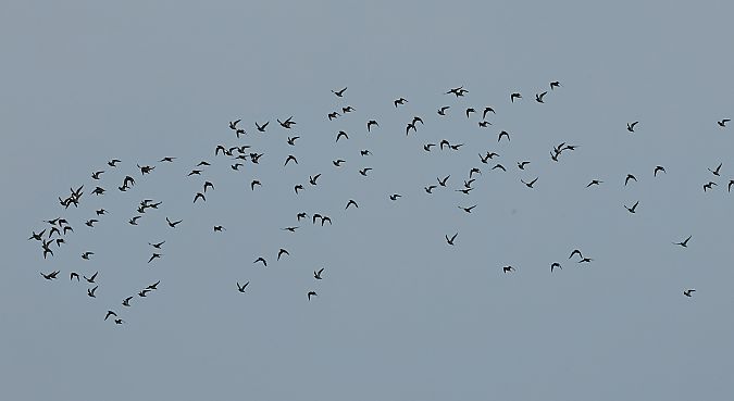 Pluvier doré  - Gerald Puchberger