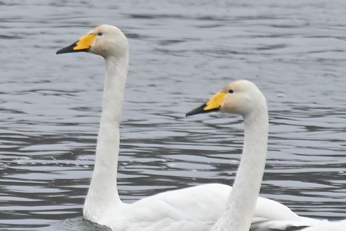 Cygne chanteur  - Benjamin Schedl