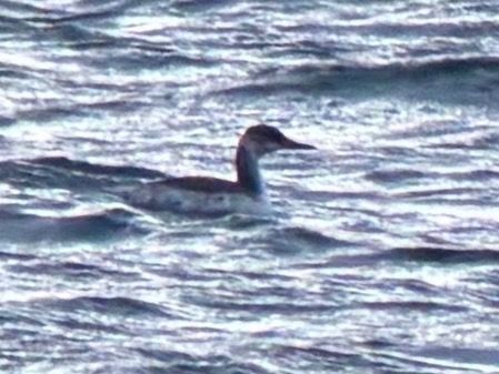 Grèbe jougris  - Benjamin Schedl