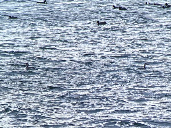 Grèbe jougris  - Benjamin Schedl