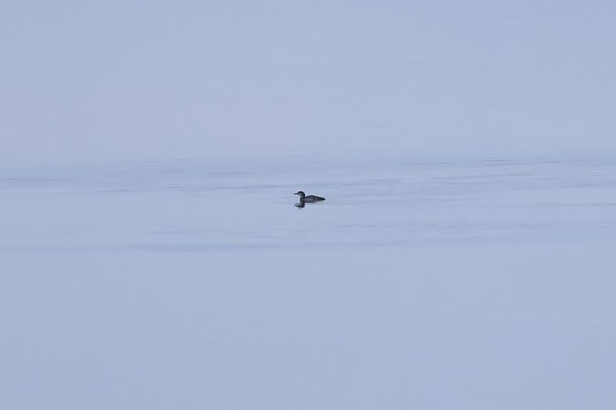 Plongeon imbrin  - Gerald Weger