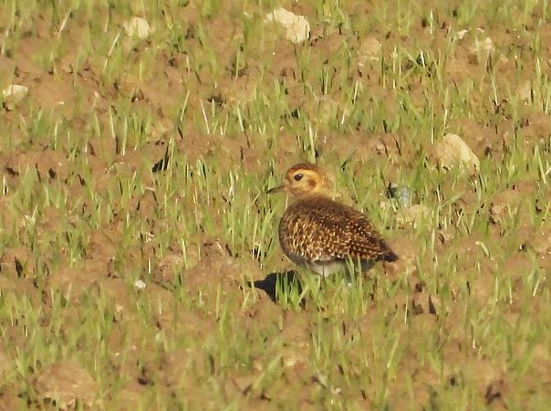 Pluvier doré  - Hubert Blatterer