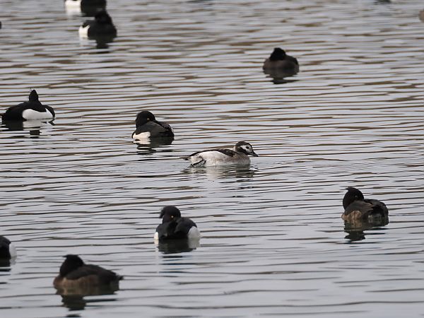 Harelde boréale  - Harald Mark