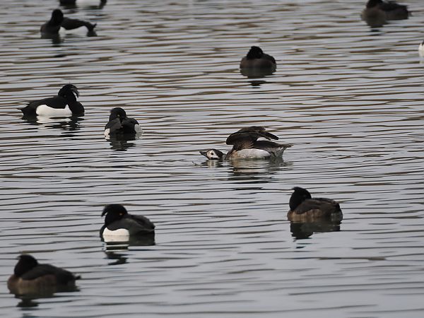 Harelde boréale  - Harald Mark