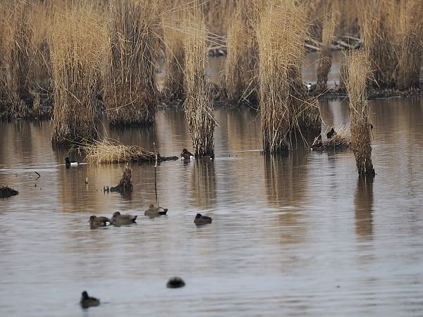 Fuligule nyroca  - Harald Mark