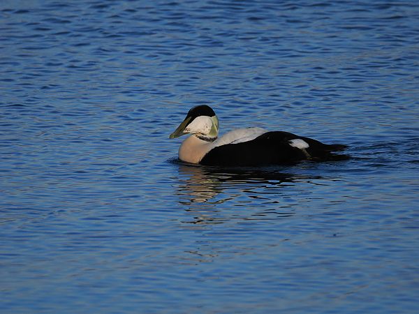 Eider à duvet  - Harald Mark