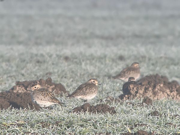 Pluvier doré  - Ralph Winkler