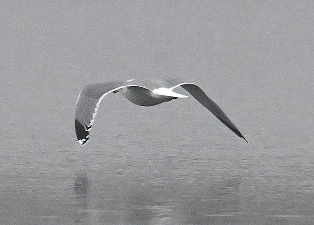 Goéland argenté  - Karl Heinz Krainer