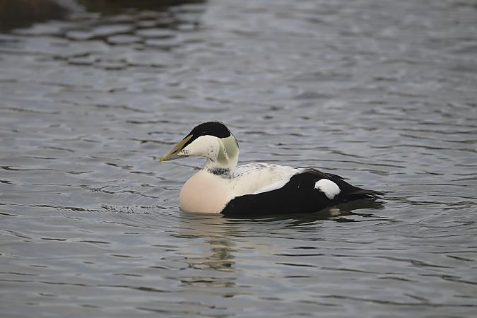 Eider à duvet  - Marco Wannenmacher