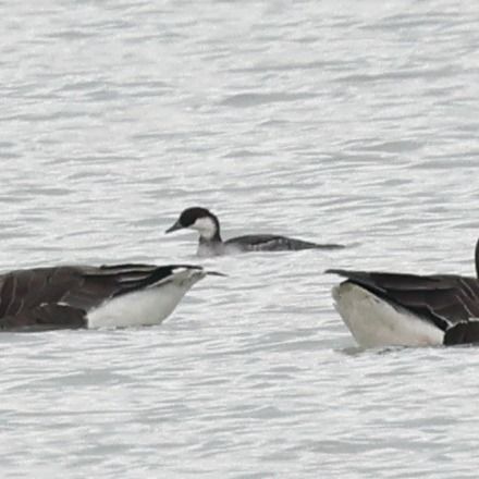 Harle piette  - Mario Baldauf
