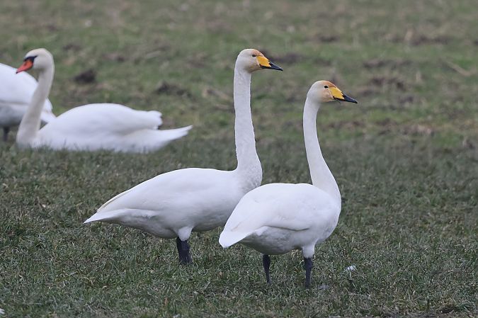 Cygne chanteur  - Jiri Vratny