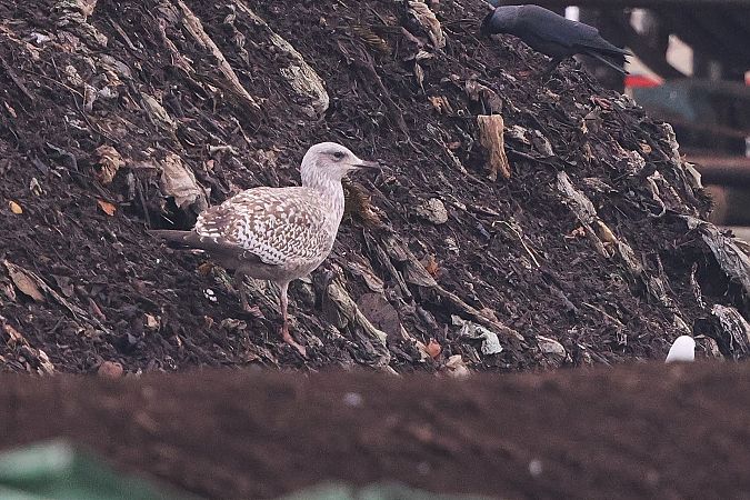 Goéland argenté  - Jiri Vratny