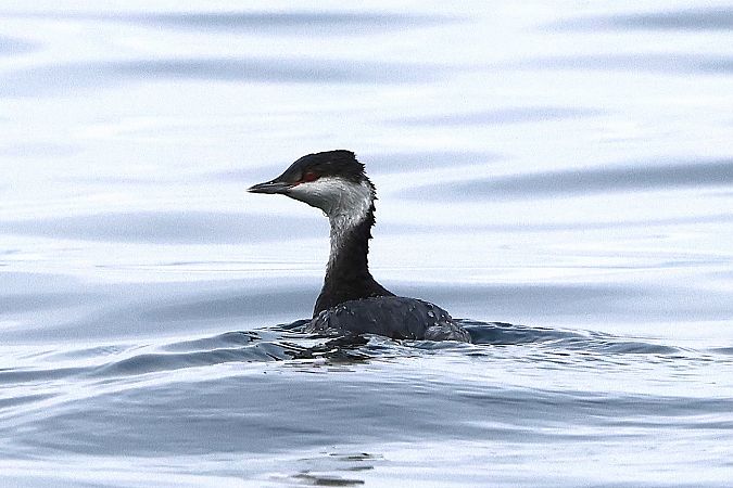 Grèbe esclavon  - Jiri Vratny